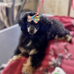 Visa - Poodle