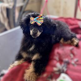 Visa - Poodle
