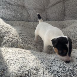 Boy 2 - Tri-color male Jack Russell Terrier puppy in Myersville, Maryland from Brigadoon Farm