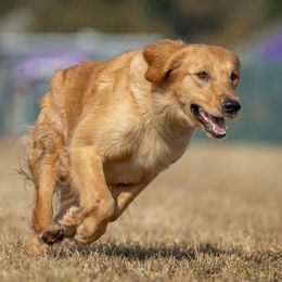 duchess - Golden Retriever