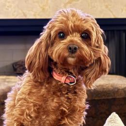 Millie - Cavapoo