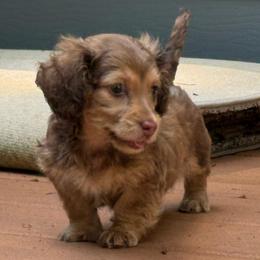 Girl 1 - Chocolate and cream female Dachshund puppy in Wisconsin from Three K Miniature Dachshunds