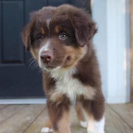 MadHatter - Red tri-color male Australian Shepherd puppy in Star City, Arkansas from Blush & Lace Aussie & Dachshund Co.