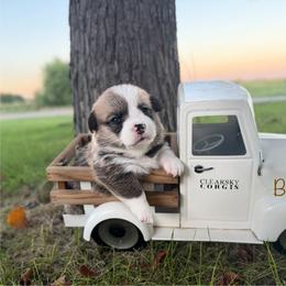 Bean - Red male Pembroke Welsh Corgi puppy in Rose, Nebraska from Clearsky Corgis