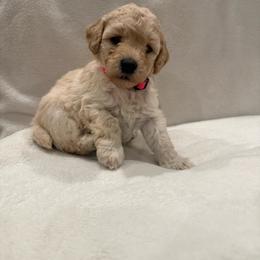 Dolly - Cream female Poodle puppy in Eagle Point, Oregon from A Stone’s Throw Miniature Poodles