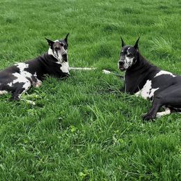 Great Danes from Tabitha's Great Danes