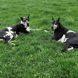 Great Danes from Tabitha's Great Danes