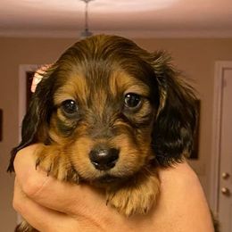 Dachshunds from Hilltop Doxies