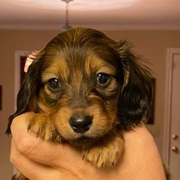 Dachshunds from Hilltop Doxies
