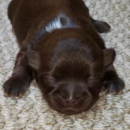 Mi-Ki and Shih Tzu Puppies from Tiny Tzu Mighty Shih Tzus & Mi-Kis