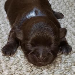 Mi-Ki and Shih Tzu Puppies from Tiny Tzu Mighty Shih Tzus & Mi-Kis