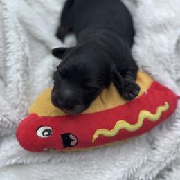 Smoky - Cream Brindle Male - 2150 - Brindle male Dachshund puppy in Little Elm, Texas from HotDachs