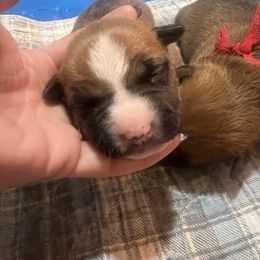 Vixen - Red female American Staffordshire Terrier puppy in Marietta, Georgia from Ambition Amstaffs