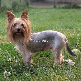 AKC Precious - Black and tan female Yorkshire Terrier puppy in Greencastle, Indiana from Tiny Tushy Lodge