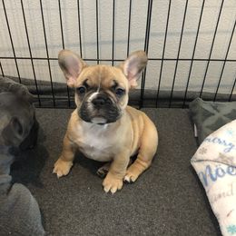 French Bulldog Puppies from Roughneck Frenchies