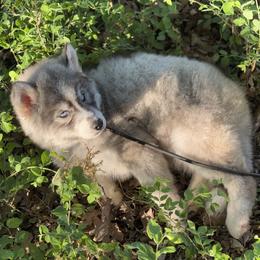 Pomsky and Siberian Husky Puppies from A-Dream Pomsky Kennel
