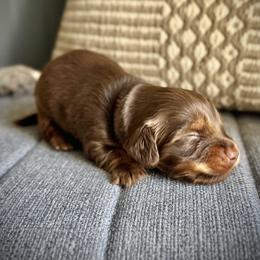 Dachshund Puppies from Deep Space Dachs