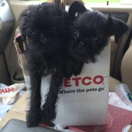 Bernese Mountain Dog and Brussels Griffon Puppies from Brooks Berner Bears