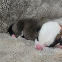 Grey Collar Female - Red female Pembroke Welsh Corgi puppy in Tenino, Washington from LoneStar Corgis NW