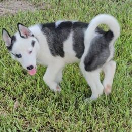 Red Collar - Black and white female Siberian Husky puppy in Lake Arthur, Louisiana from Gingers Husky Mansion