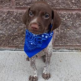 Boy 1 - Liver roan male German Shorthaired Pointer puppy in Potosi, Wisconsin from Point and Flush Gun Dogs