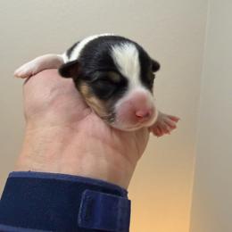 Cj boy 1 - Black and tan male Pembroke Welsh Corgi puppy in Dickinson, Texas from Gulf Coast Corgis
