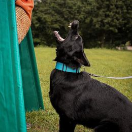 German Shepherds from Feldwächter German Shepherds
