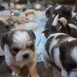 Shih Tzu Puppies from We Shih Tzu Not!