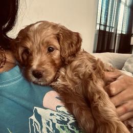Gray - male Golden Mountain Doodle puppy in Leander, Texas from Olive Grove Doodles
