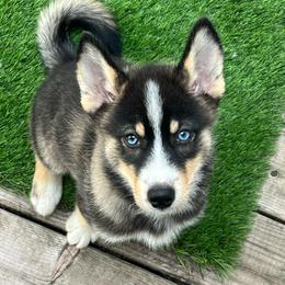 Tasha - Wolf sable female Pomsky puppy in Niagara Falls, New York from Sarah's Pomskies