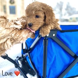 Goldendoodle Puppies from Doodle Love ❤️