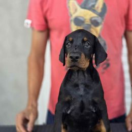 Zipper Nose Boy - Black and rust male Doberman Pinscher puppy in Stow, Ohio from Imperium Dobermann