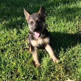 Yvette - Black and tan female German Shepherd puppy in Whitewater, California from Vom Haus Metzler Shepherds
