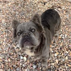 Bobo bear - French Bulldog