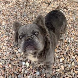 Bobo bear - French Bulldog