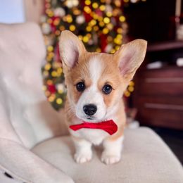 Red Boy - Jimmy - Red male Pembroke Welsh Corgi puppy in Vilonia, Arkansas from Lucky Pups Corgis