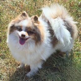 Presley - Pomeranian