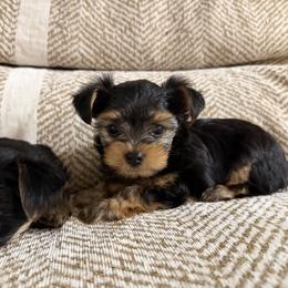 Black - Black and gold male Yorkshire Terrier puppy in Willcox, Arizona from Yorkshire Estate Yorkies