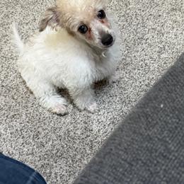 Dixie - Parti female Schnoodle puppy in Creston, Ohio from Royal Crown Keeper LTD