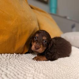 Willy - Chocolate and tan male Dachshund puppy in Calexico, California from The house of Dachshund