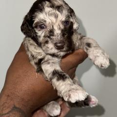 Aria - Merle Goldendoodle puppy in Texas from Royal Doodles and Pups