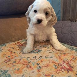 Aussiedoodle and Cockapoo Puppies from Ouachita River Cockapoos