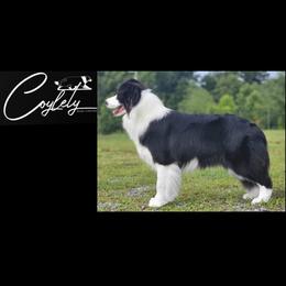 Beth - Black female Border Collie puppy in Dunn, North Carolina from Coylety Kennel