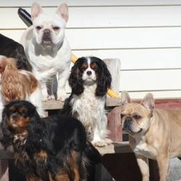 Cavalier King Charles Spaniels from Mandaryn Cavaliers and French Bulldogs