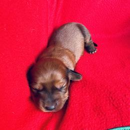 Girl 1 - Red female Dachshund puppy in Oklahoma from DRB Dachshunds