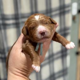 Tribute - Red  male Goldendoodle puppy in Wharton, Texas from Little Fur Friends