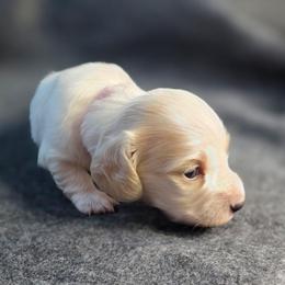 Valentina - Piebald female Dachshund puppy in Tucson, Arizona from Crowned Doxies