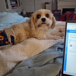 Cavapoo puppies from Paisley Cavapoos