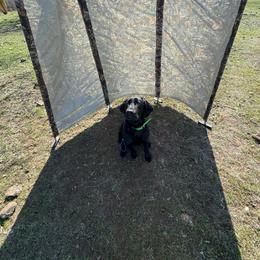 Labrador Retriever Puppies from J and D Retrievers