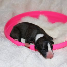 Whippet puppies from All'aria Whippets